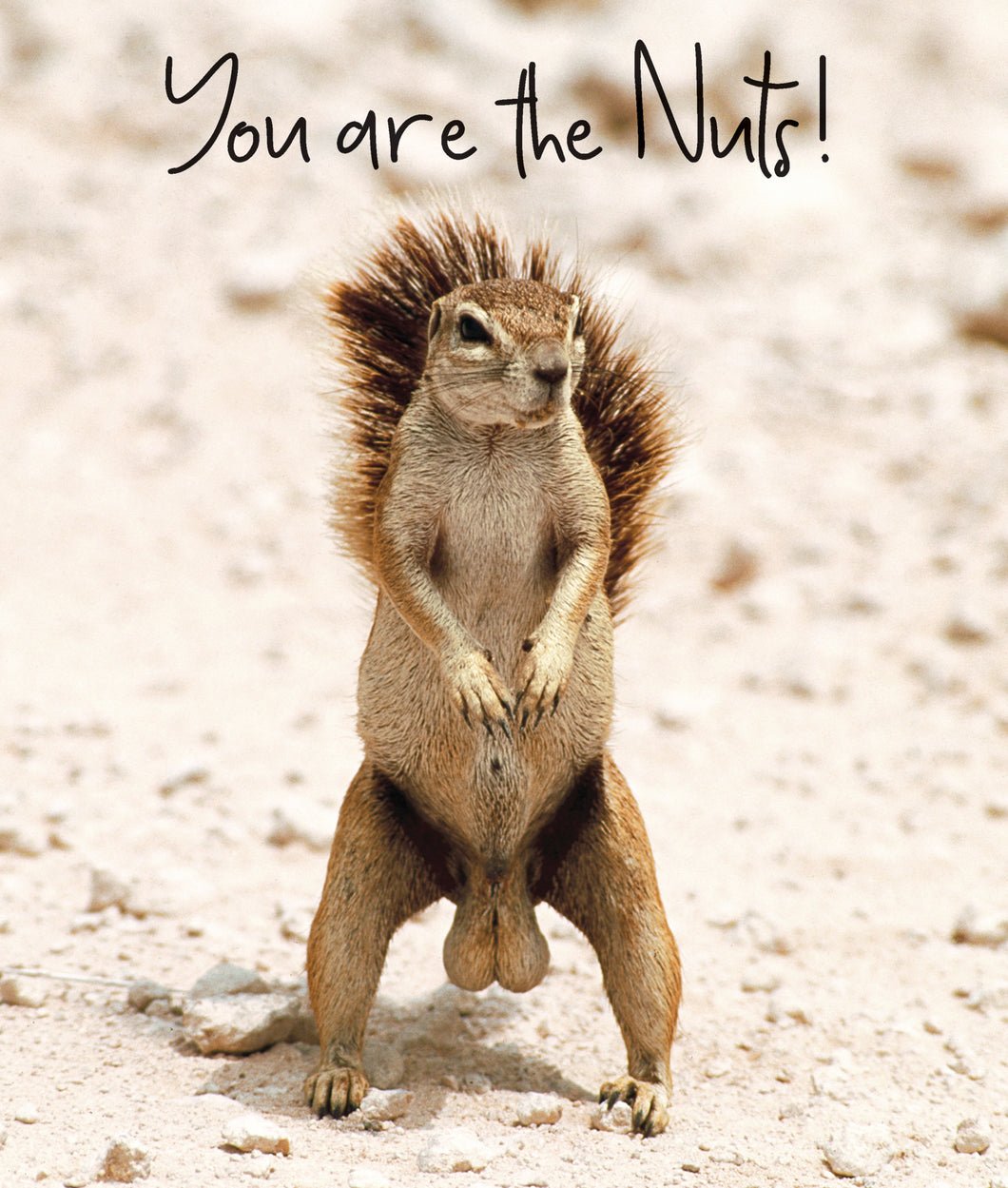 You’re The Nuts….. Squirrel Blank Card