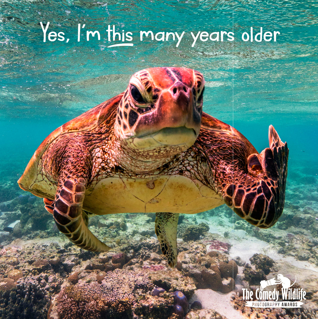 Comedy Wildlife Photography Awards Sea Turtle Blank Card