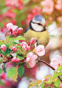 Medici Titmouse In Cherry Blossom Card