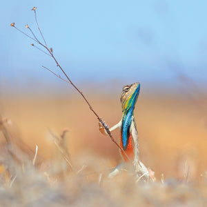 Warrior of the Grassland, Natural History Museum, Blank Card