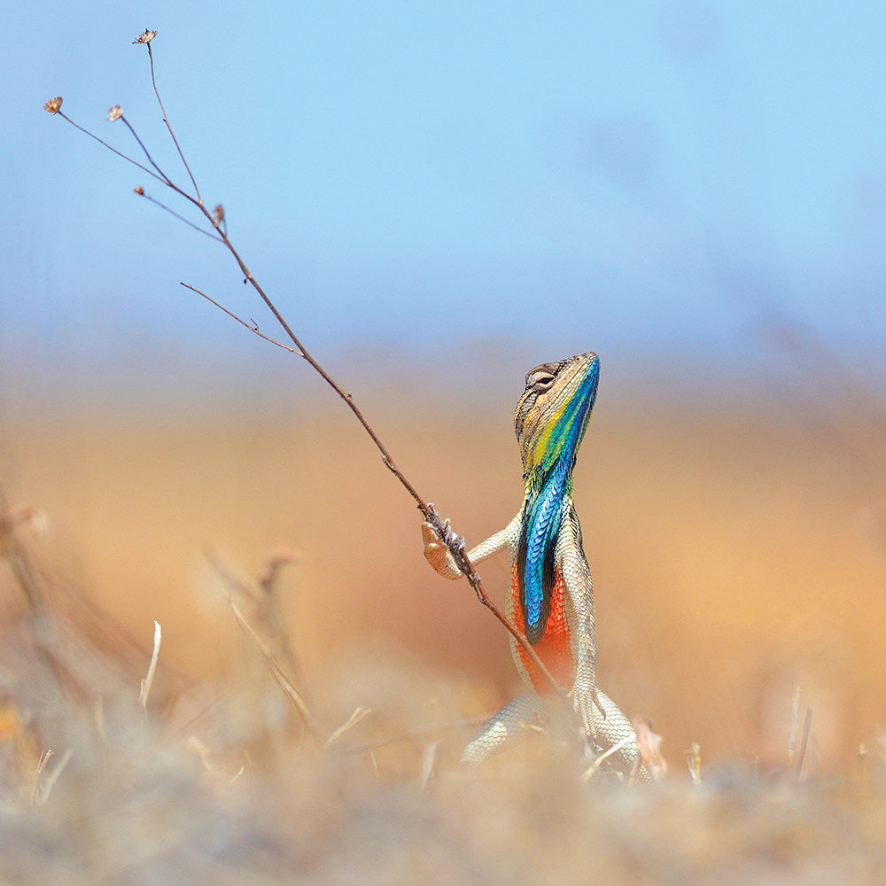 Warrior of the Grassland, Natural History Museum, Blank Card