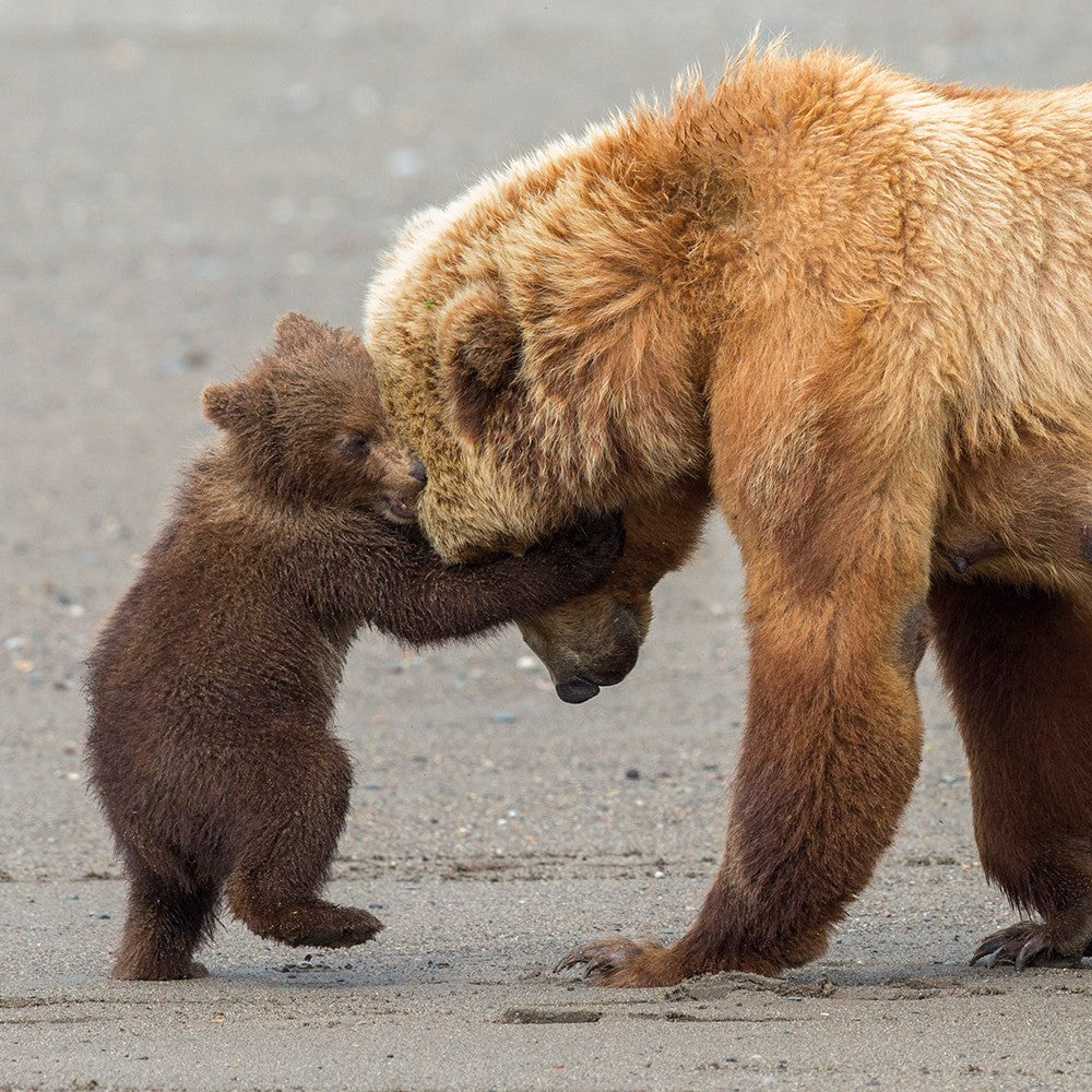 Bear Hug, Natural History Museum, Blank Card
