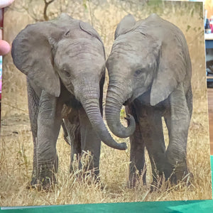 Elephant Blank Card