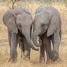 Load image into Gallery viewer, Elephant Blank Card
