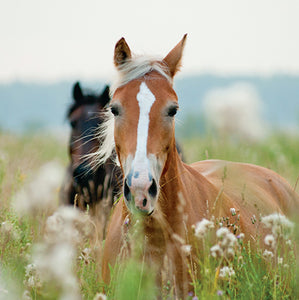 Horse Blank Card